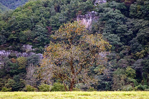 Andong Hahoe Village in autumn: old tree and field below Buyongdae cliff