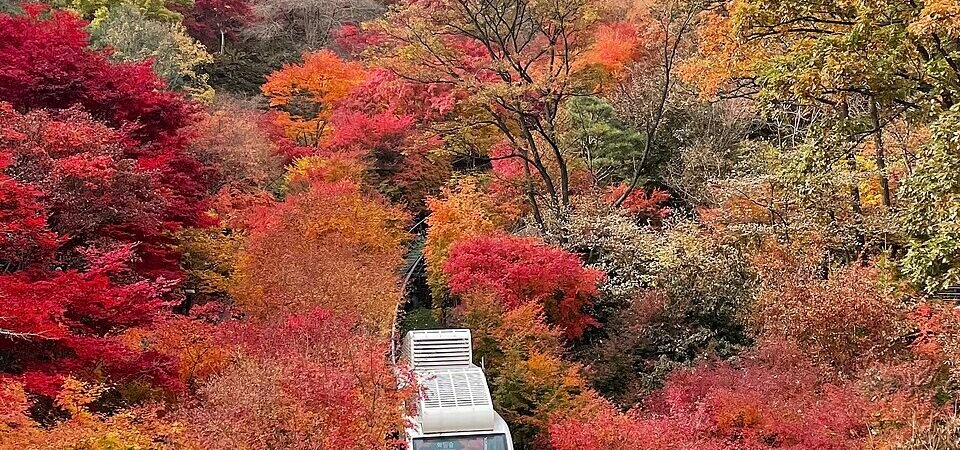 Hwadam Forest in Autumn: Best Trip from Seoul 2026