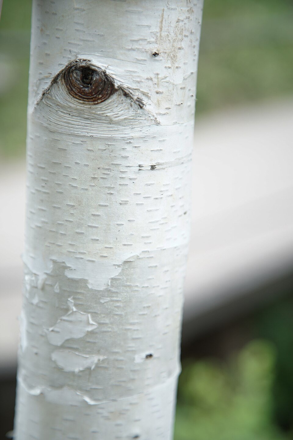 Birch tree trunk in Hwadam Forest, Gwangju Gyeonggi-do