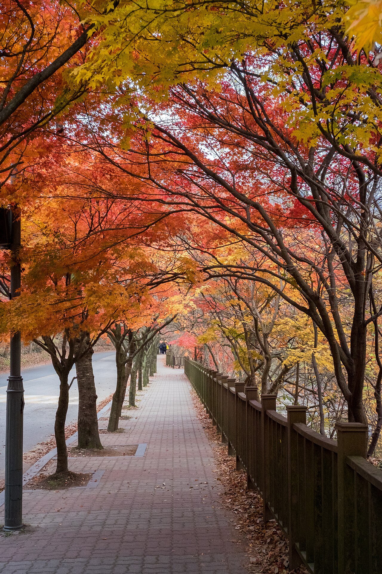 Naejangsan autumn foliage in the maple tree tunnel with red and orange leaves on the path to Naejangsa Temple