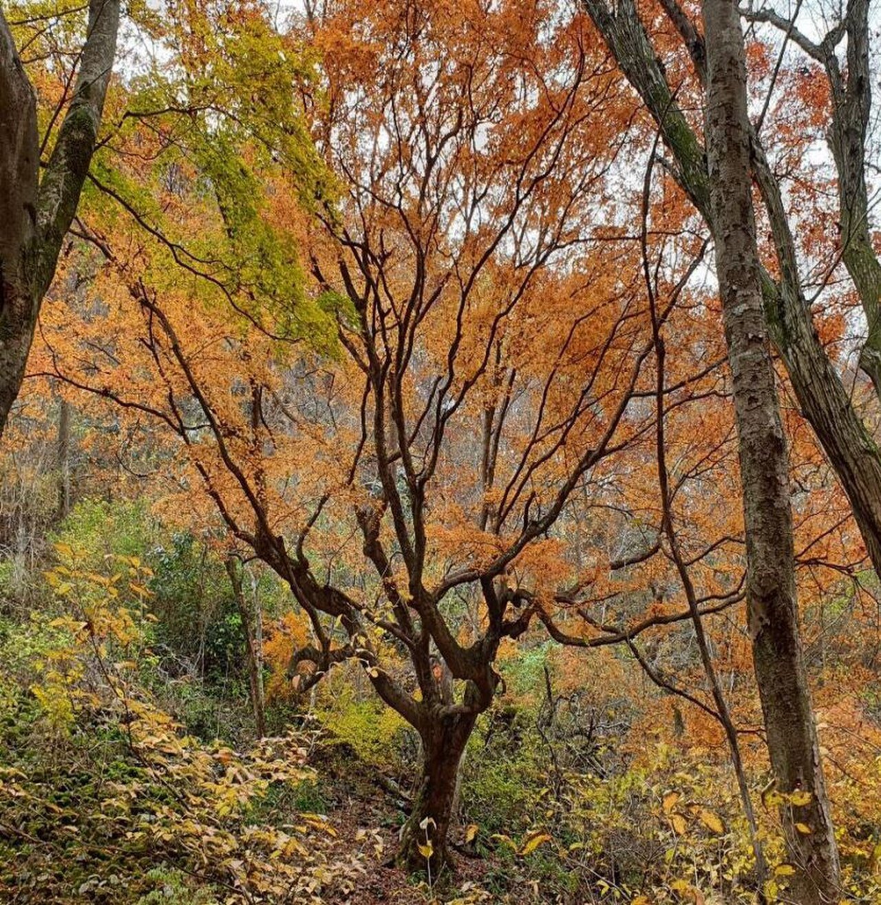 Naejangsan maple tree, Korean Natural Monument No. 563, with orange autumn leaves