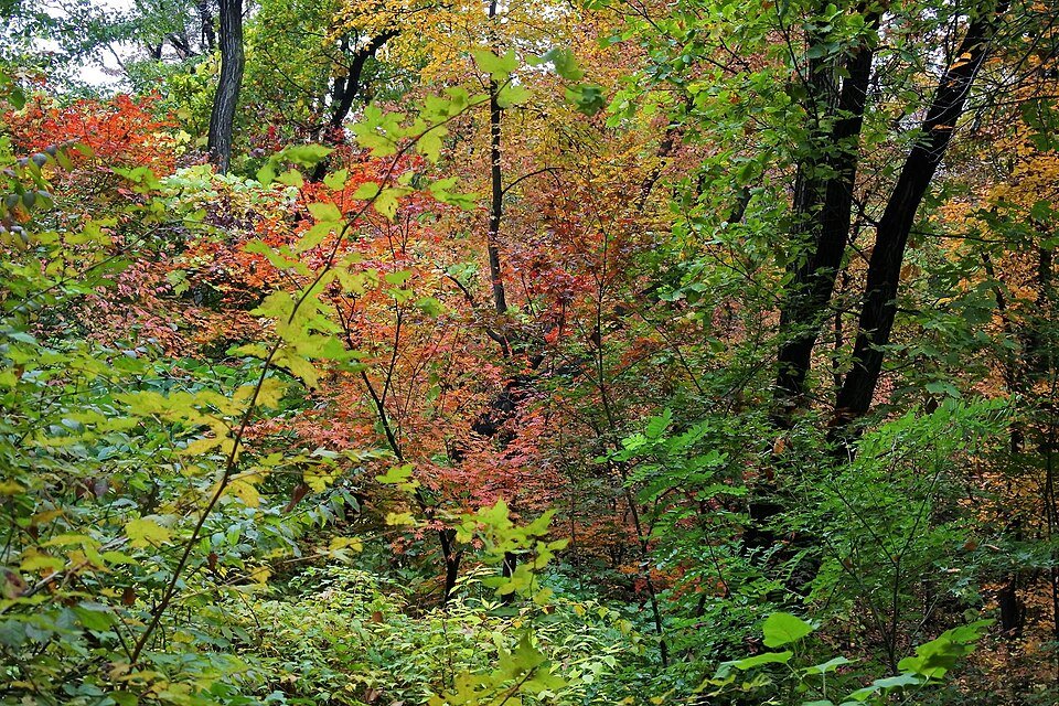 Orange autumn leaves in Namsan Park, Seoul, near Mokmyeoksanbang bibimbap restaurant