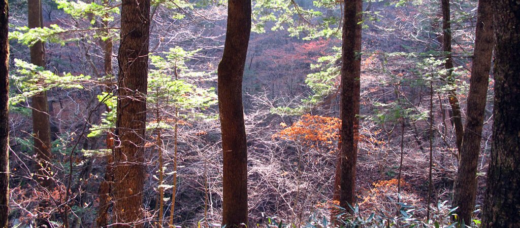 Odaesan Autumn Foliage 2026: Best Day Trip from Seoul