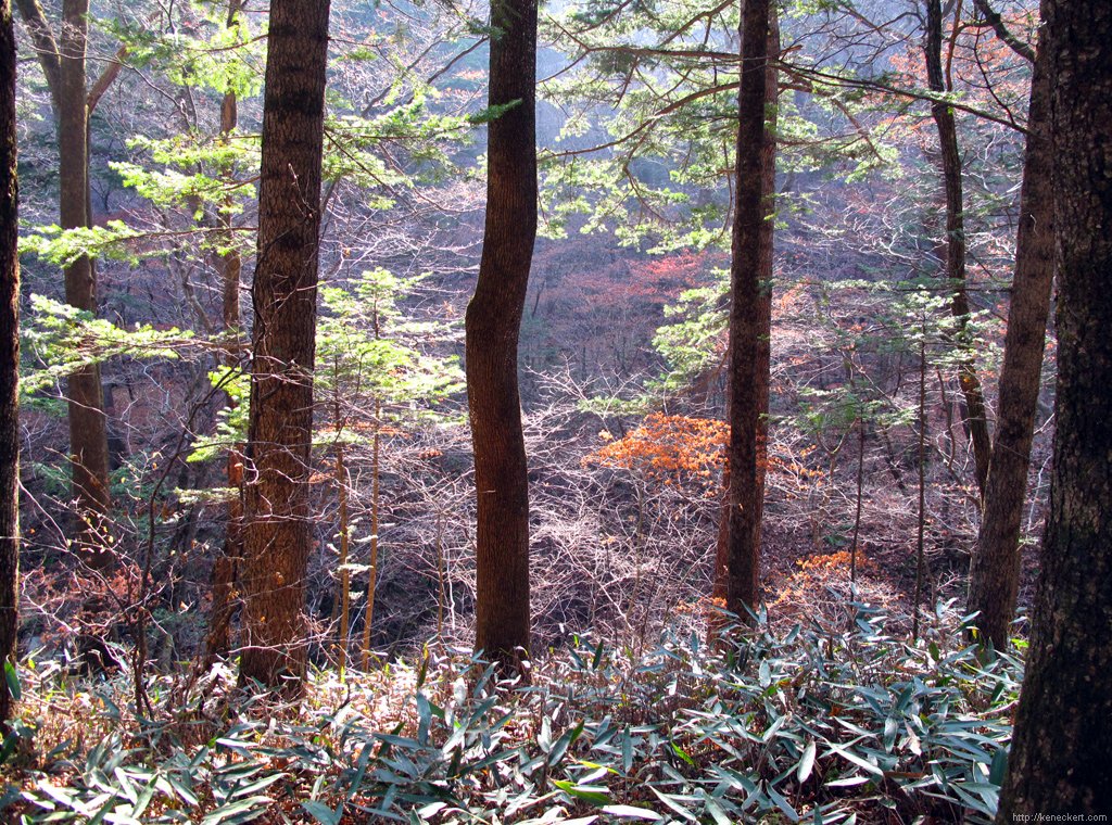 Odaesan Autumn Foliage 2026: Best Day Trip from Seoul