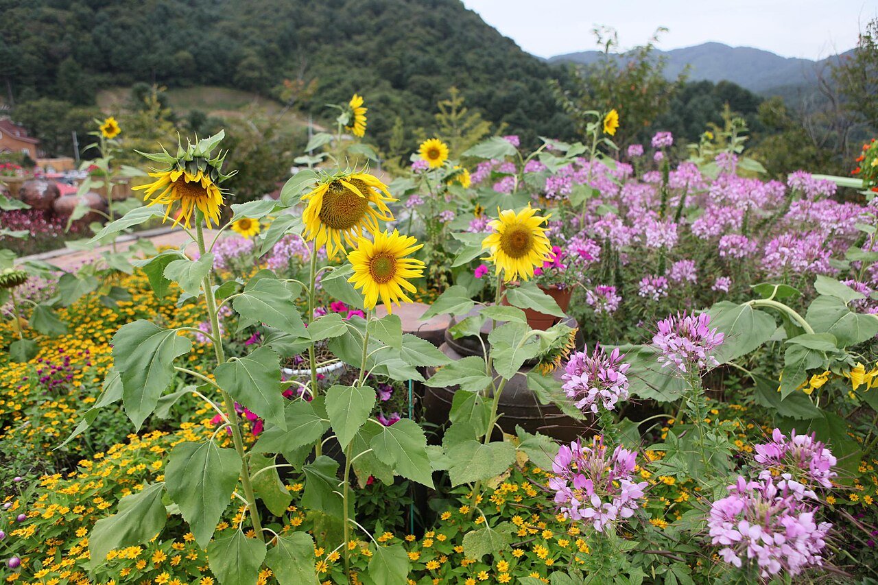 Colorful flowers in a garden in Pocheon
