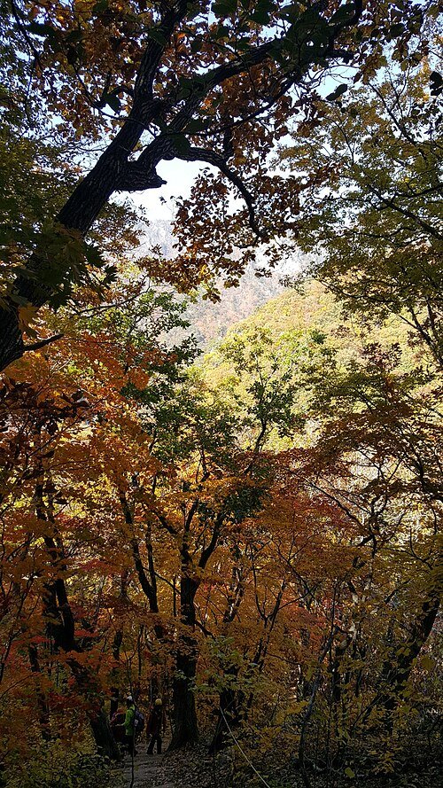 Red and yellow autumn trees along a Seoraksan hiking trail