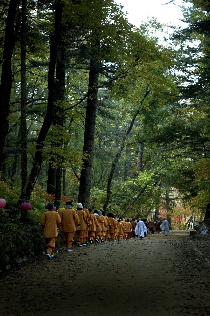 Woljeongsa fir forest path at Odaesan with tall fir trees
